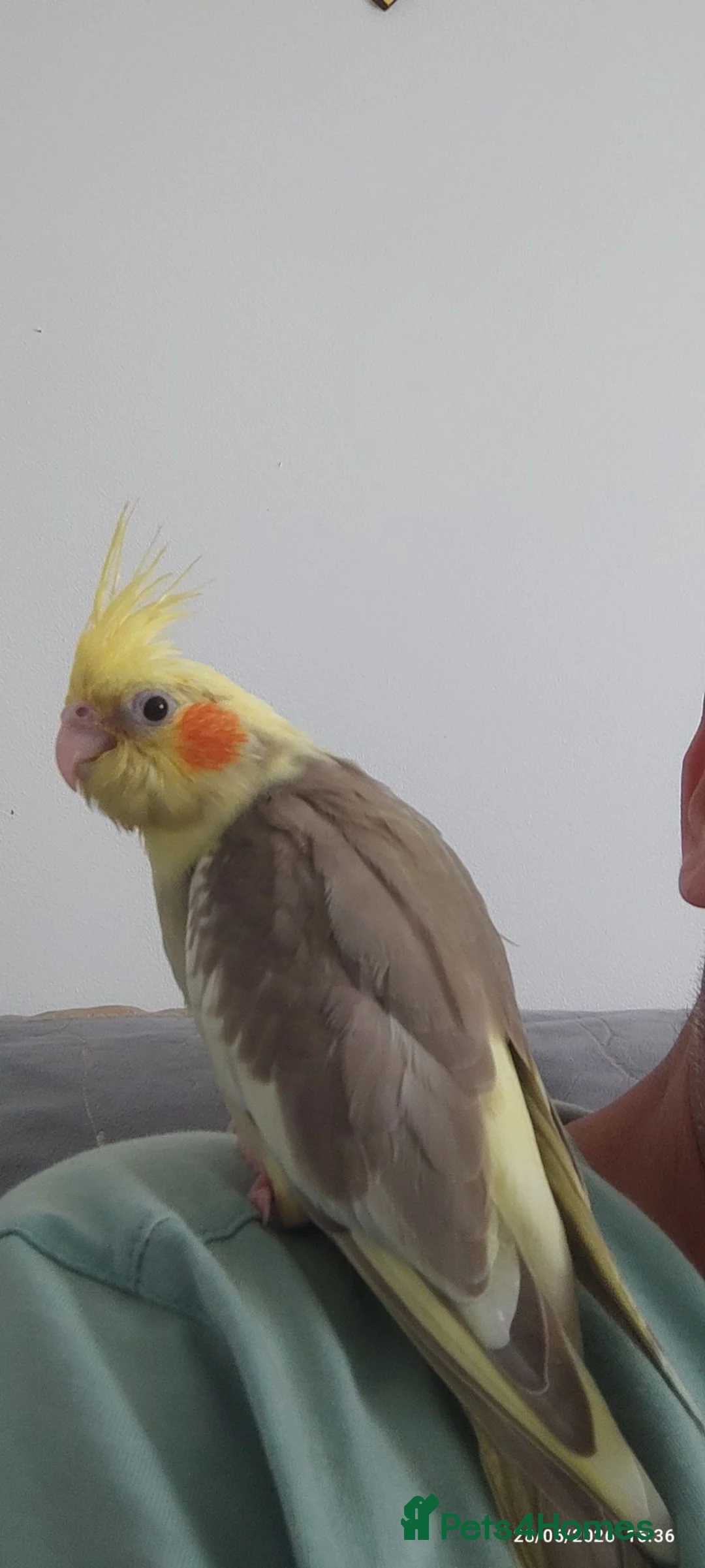 Cockatiels birds for sale: Cocktail  in Doncaster - Advert 8