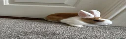 Dutch rabbits for sale: Dutch bunnies - Advert 13