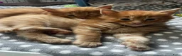 Maine Coon cats for sale: Majestic Fire Maine Coon Kittens - Advert 30