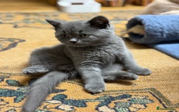 British Shorthair cats for sale: Incredible GCCF British shorthaired kittens  - Image 14
