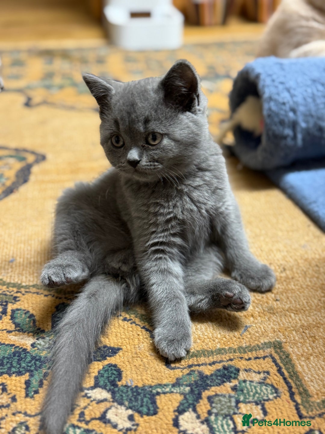 British Shorthair cats for sale: Incredible GCCF British shorthaired kittens  - Image 14