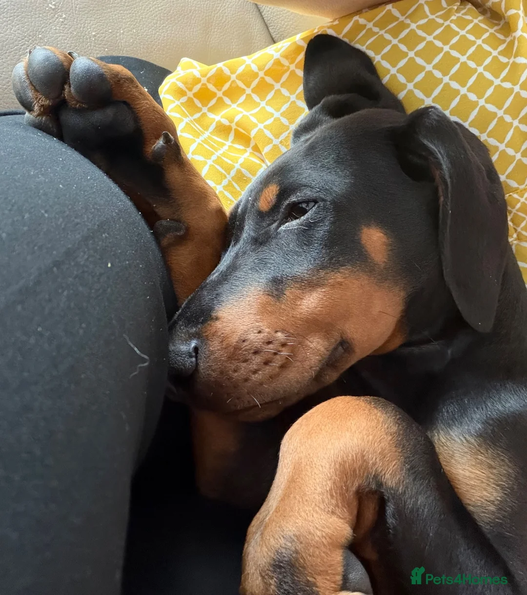 Dobermann dogs for sale: Dobermann male pup  in Southampton - Advert 2