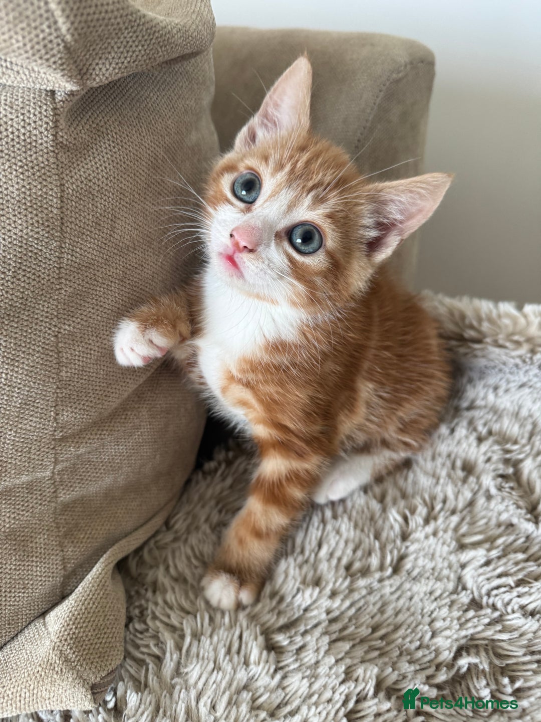 Mixed Breed cats for sale: 3 kittens for sale - Image 6