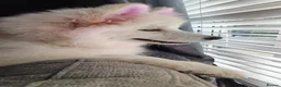 Samoyed dogs for sale: Samoyed puppy for rehoming - Advert 18