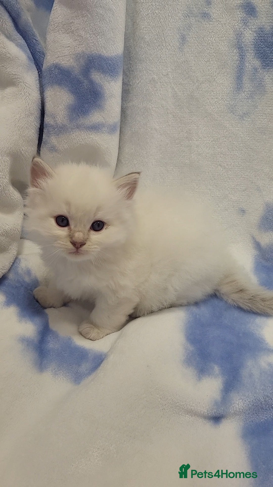 Ragdoll cats for sale: GCCF registered Males - Advert 10