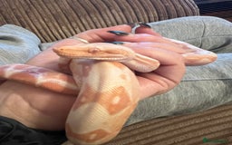 Boa Snake reptiles for sale: Sunglow boa constrictor c - Advert 3