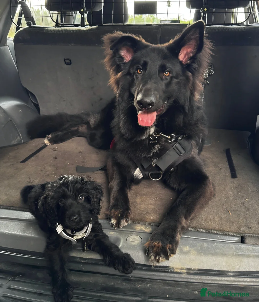 German Shepherd dogs for sale: Beautiful German shepherd needs home - Advert 1