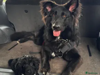 German Shepherd dogs Beautiful German shepherd needs home - Advert 1