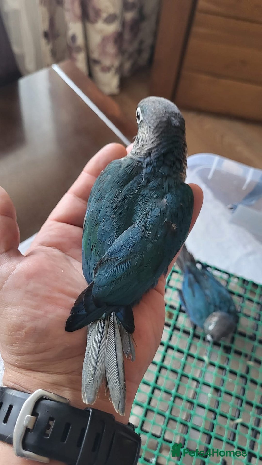 Conures birds for sale: Green cheek conures cinnamon and turquoise  - Advert 1