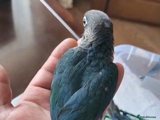 Conures birds Green cheek conures cinnamon and turquoise - Advert 1