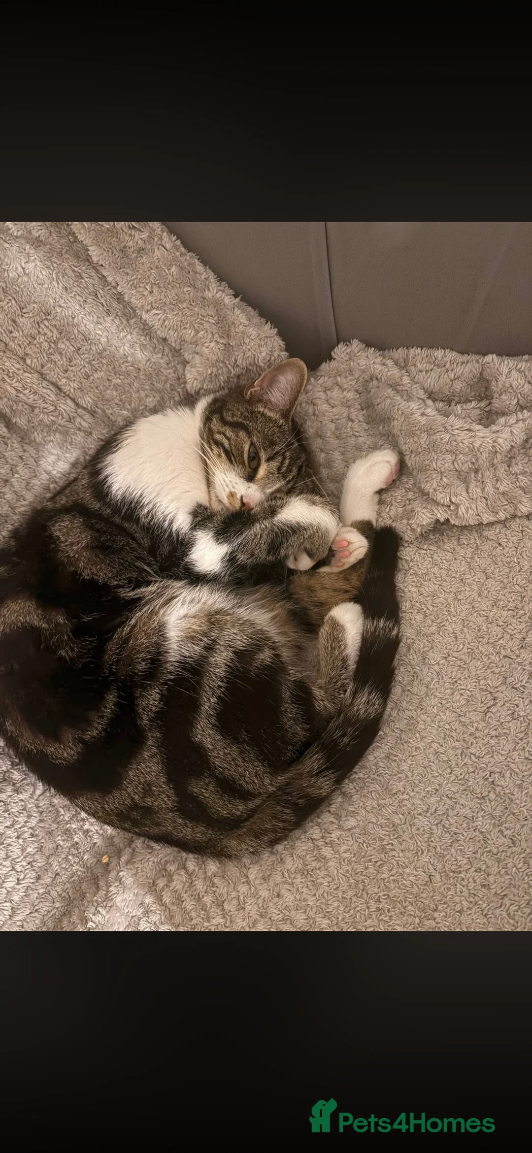 Mixed Breed cats for sale: I have 2 Cats I’m looking to rehome  - Advert 3