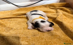 Cocker Spaniel dogs for sale: Cocker Spaniel Puppies  for sale - Image 6