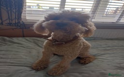 Cavapoo dogs for sale: 5 stunning cavalier puppies  - Image 7