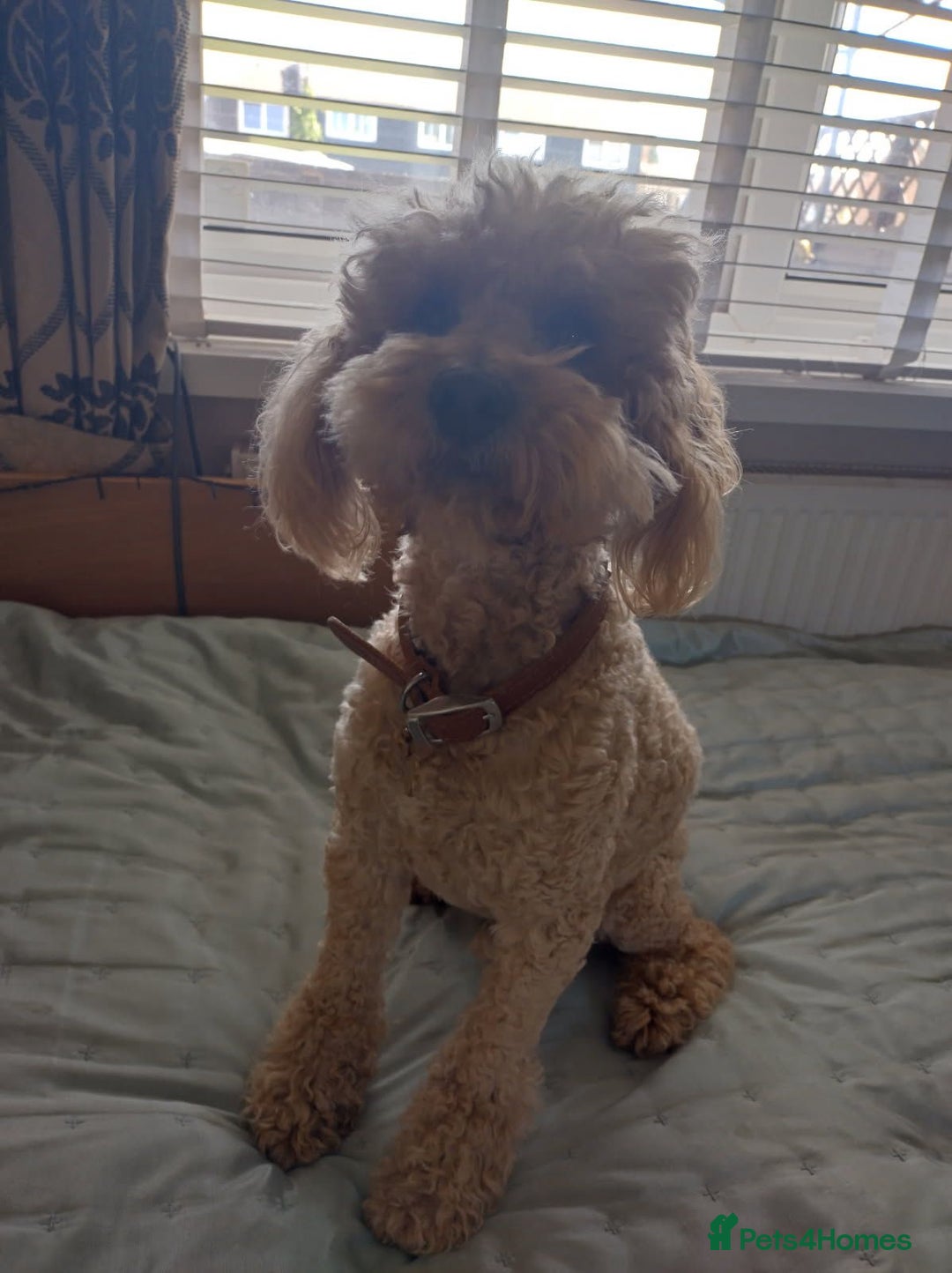 Cavapoo dogs for sale: 5 stunning cavalier puppies  - Image 7