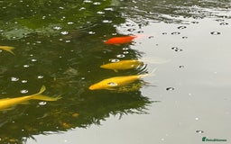 Koi Carp fish for sale: Koi Carp for Sale (rehoming due to baby and dog)  - Image 10