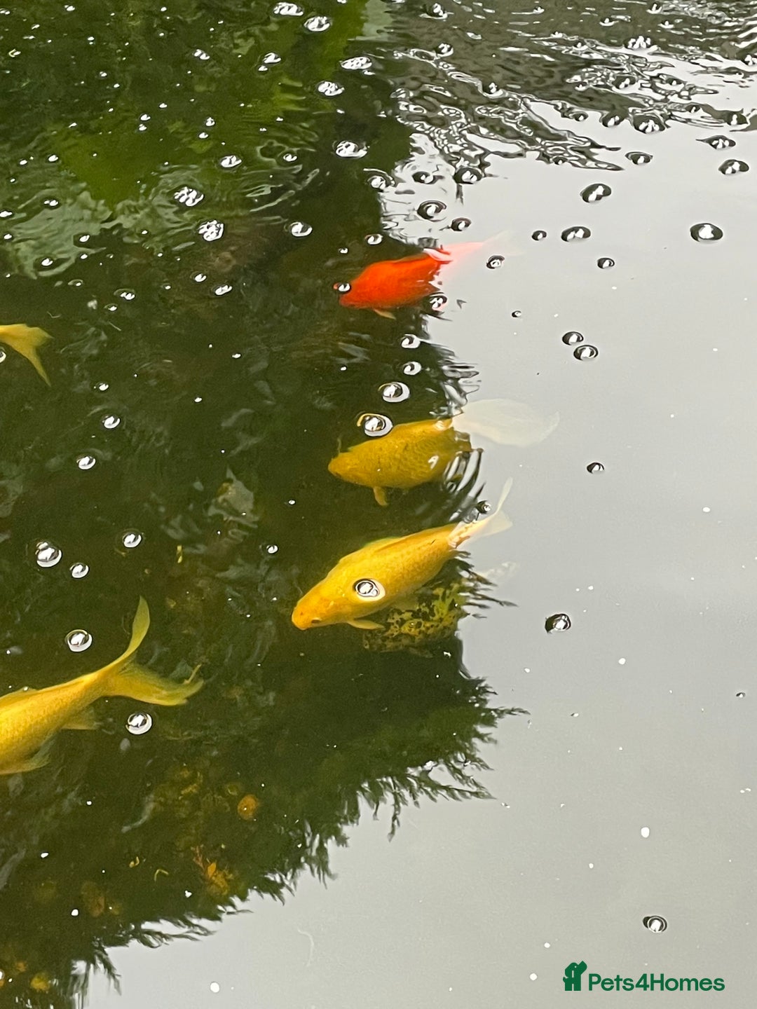 Koi Carp fish for sale: Koi Carp for Sale (rehoming due to baby and dog)  - Image 10