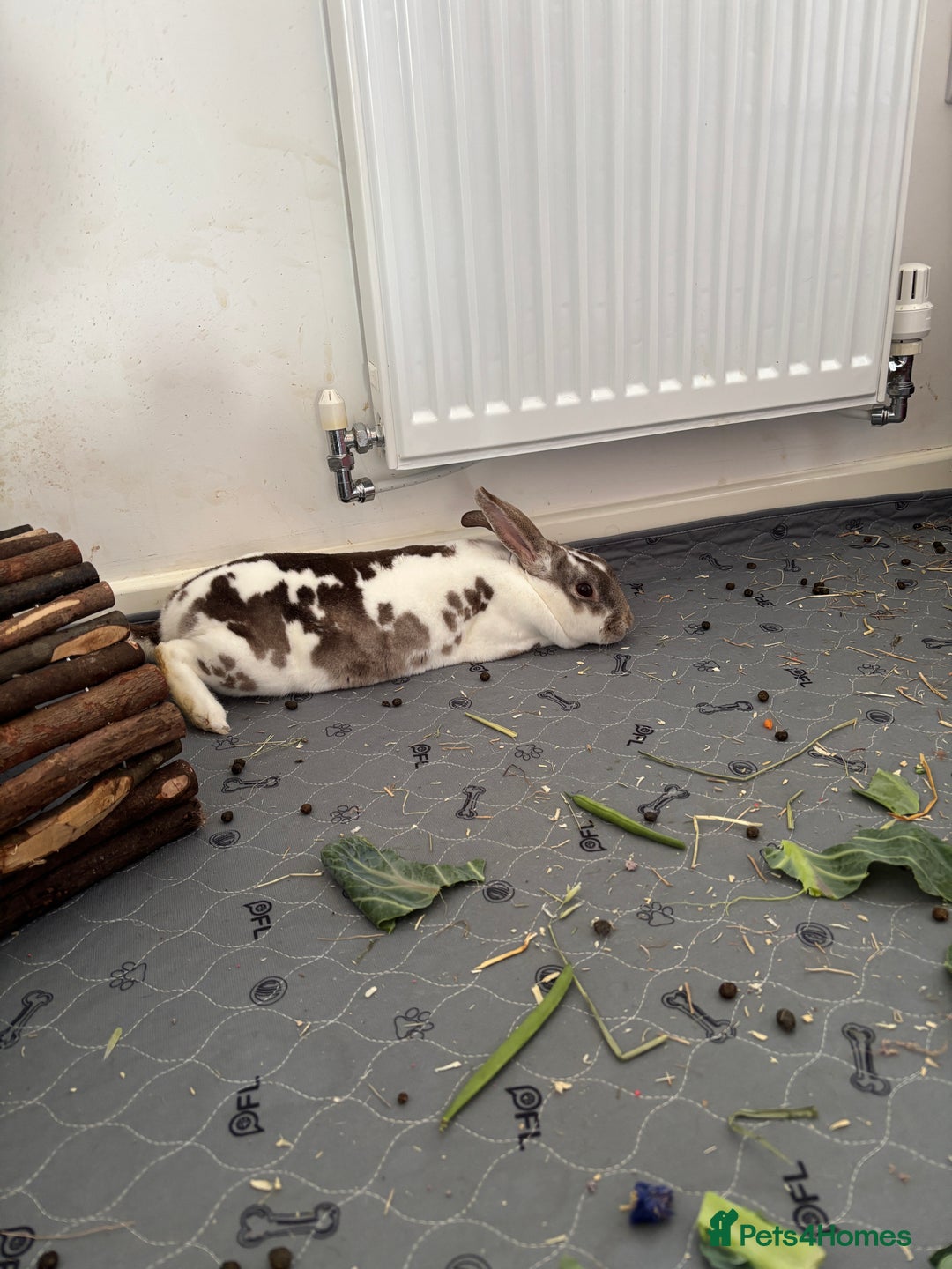 Rex rabbits for sale: Beautiful proven mini Rex doe for sale ✨ - Advert 2