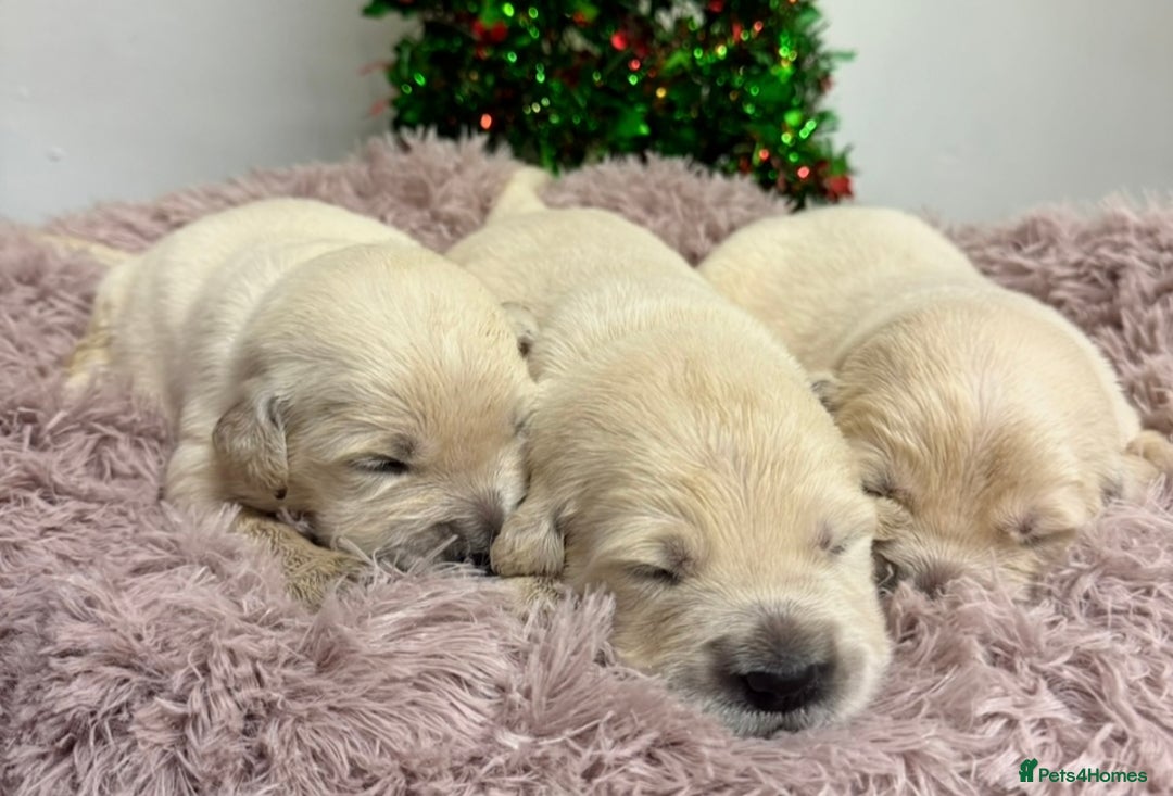 Golden Retriever dogs for sale: Golden Retriever Pups from Health Tested Parents  - Advert 3