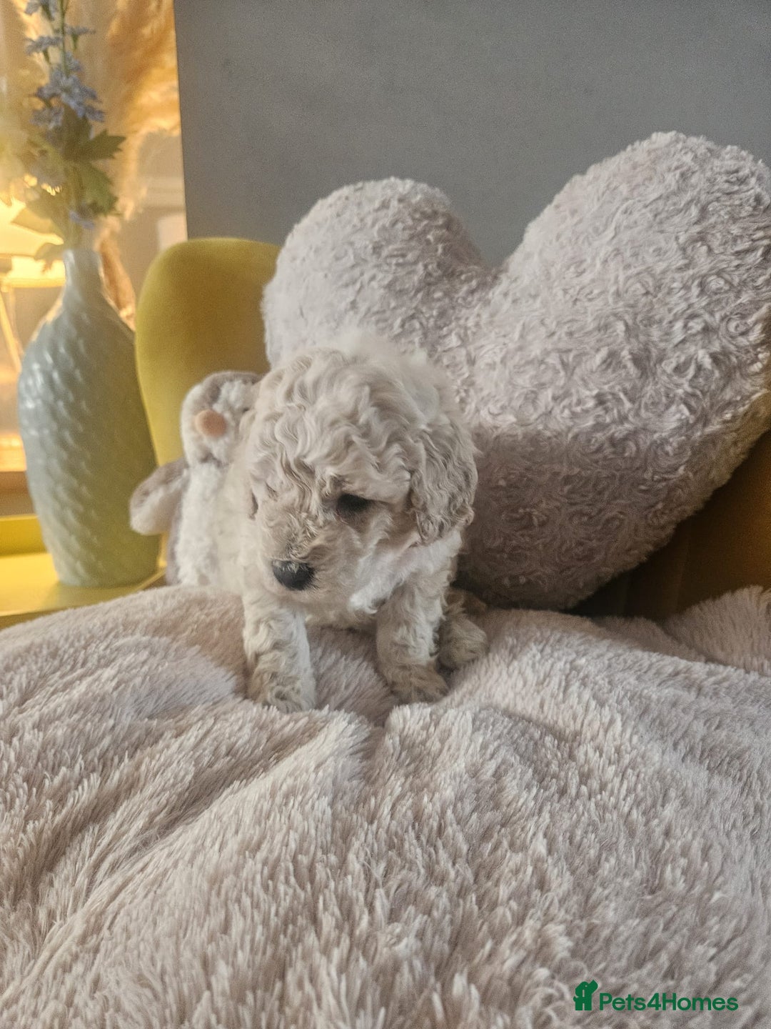 Schnoodle dogs for sale: Schnoodle Puppies - Advert 6