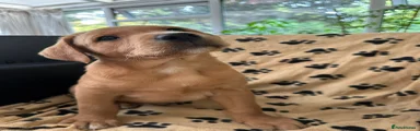 Labrador Retriever 4