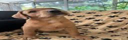 Labrador Retriever dogs for sale: Red fox Labrador pups  in Evesham - Advert 10