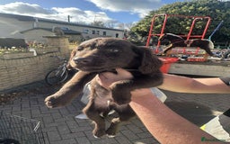 Mixed Breed dogs for sale: Cocker spaniel  - Advert 4