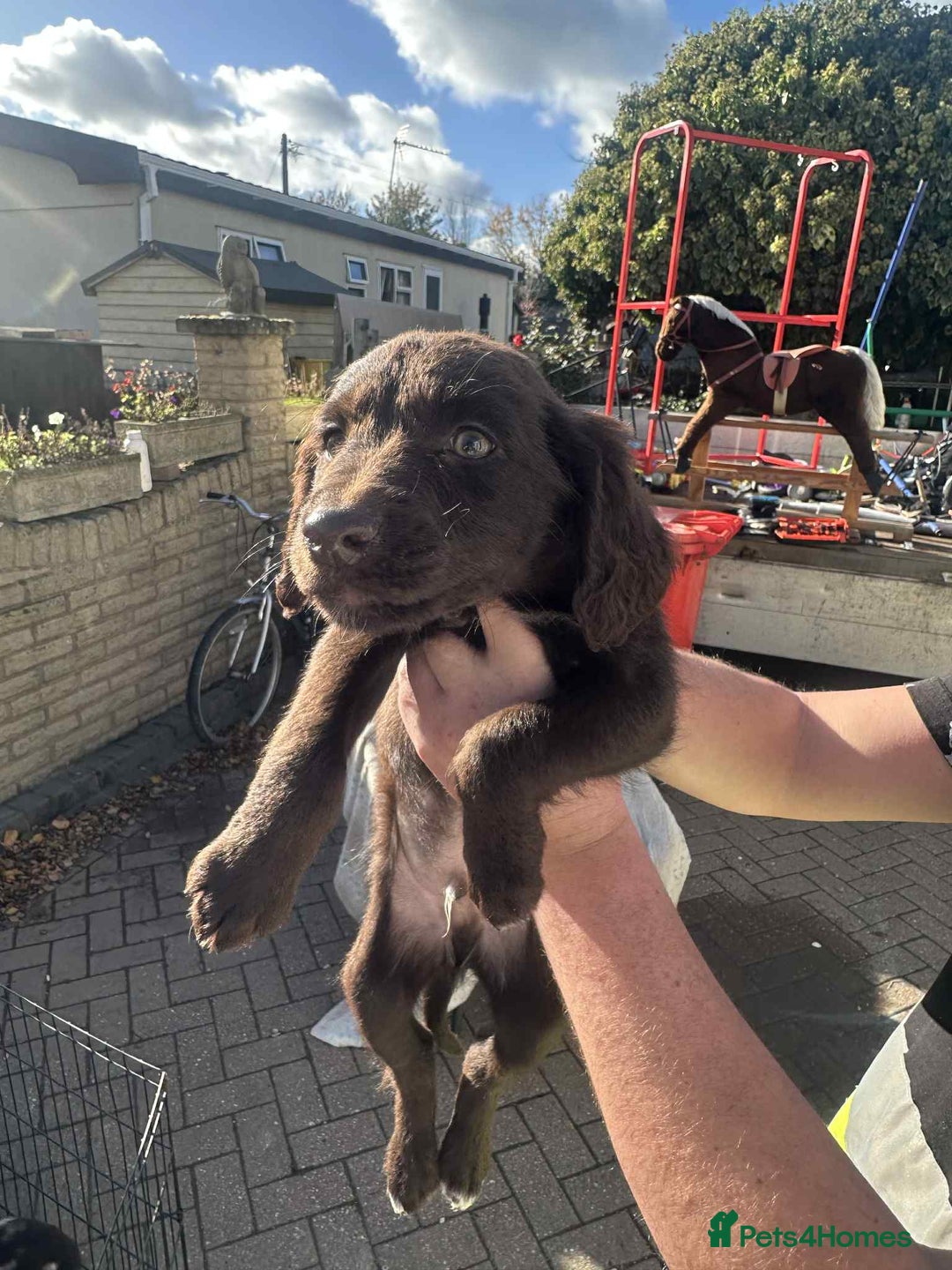 Mixed Breed dogs for sale: Cocker spaniel  - Advert 4