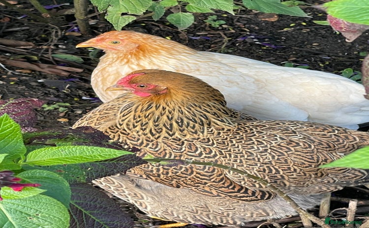 Chickens poultry - Advert 1