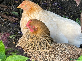 Chickens poultry BANTAM WYANDOTTE HENS & COCKERELS - Advert 16