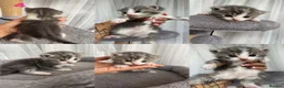 Mixed Breed cats for sale: 5 Little Kittens Looking for Their Forever Homes🐾 - Advert 5