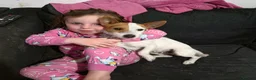 Jackapoo dogs for sale: Little cheeky jackapoo  - Advert 7
