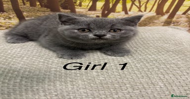 British Shorthair cats British shorthair kittens  - Advert 11