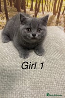 British Shorthair cats British shorthair kittens - Advert 11