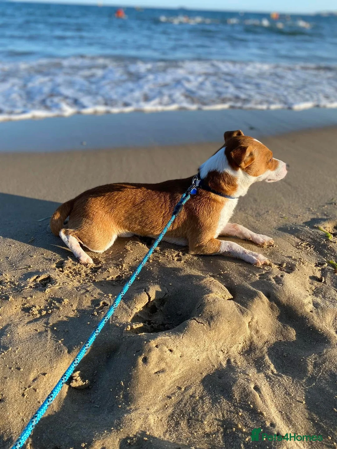 Jack Russell dogs for stud: STUD - Handsome Jack Russel boy 🐶  - Advert 7