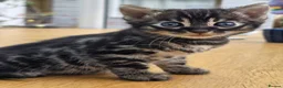 Bengal cats for sale: 🐆 2 BEAUTIFUL TICA BENGAL GIRLS – £1,200 EACH 🐆 - Advert 11
