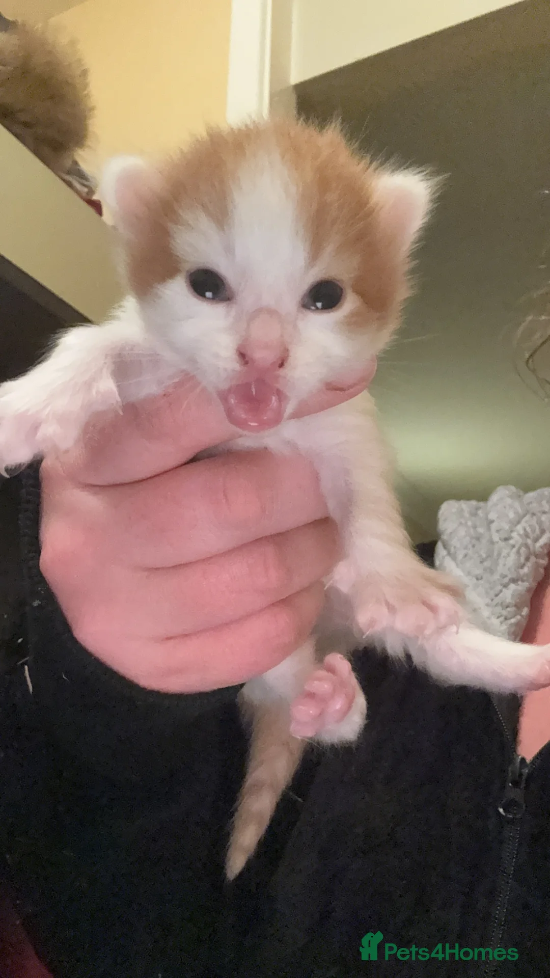 Mixed Breed cats for sale: Beautiful kittens for sale - Advert 25