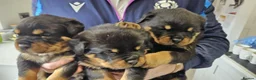 Rottweiler dogs for sale: Rottweiler pups in Bilston - Advert 4
