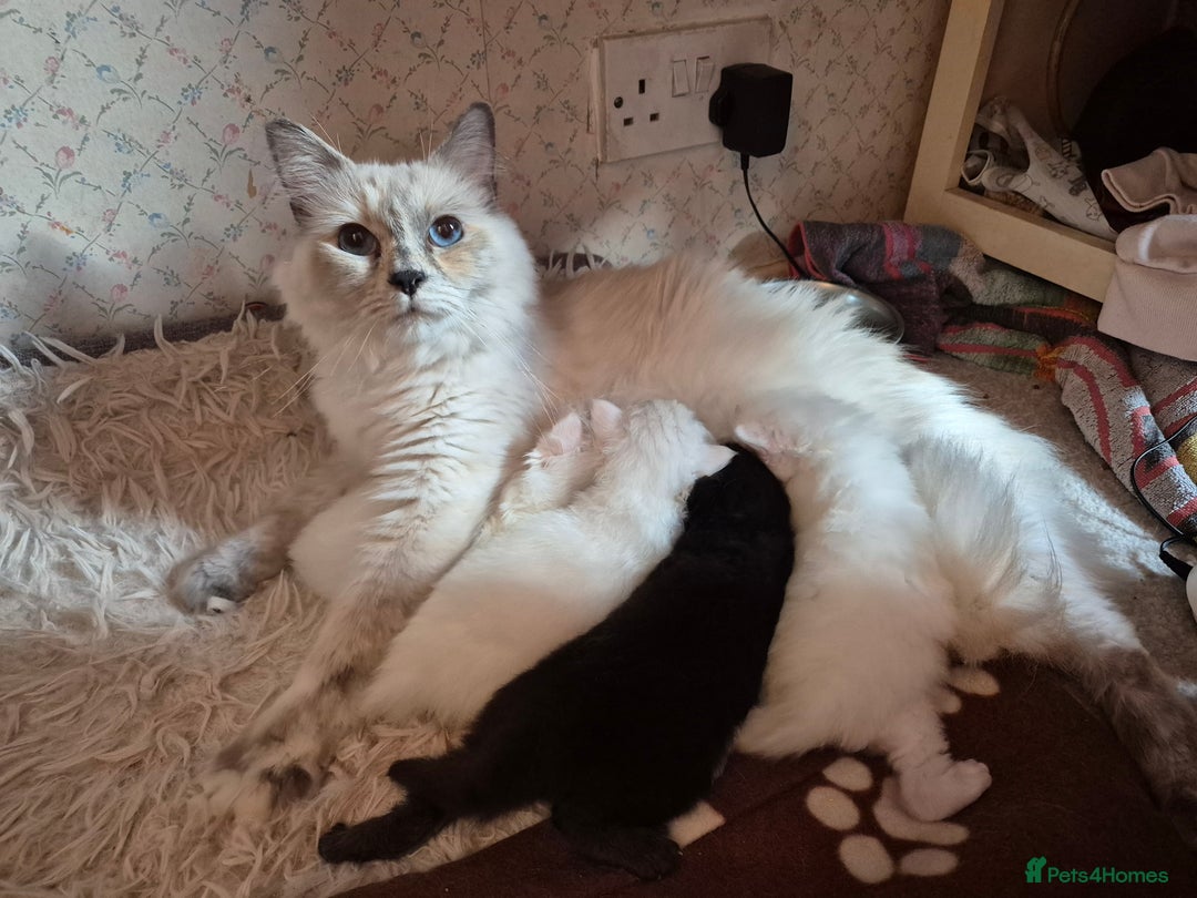 Mixed Breed cats for sale: Persian X Ragdoll Kittens Ready For Forever Homes! - Advert 2