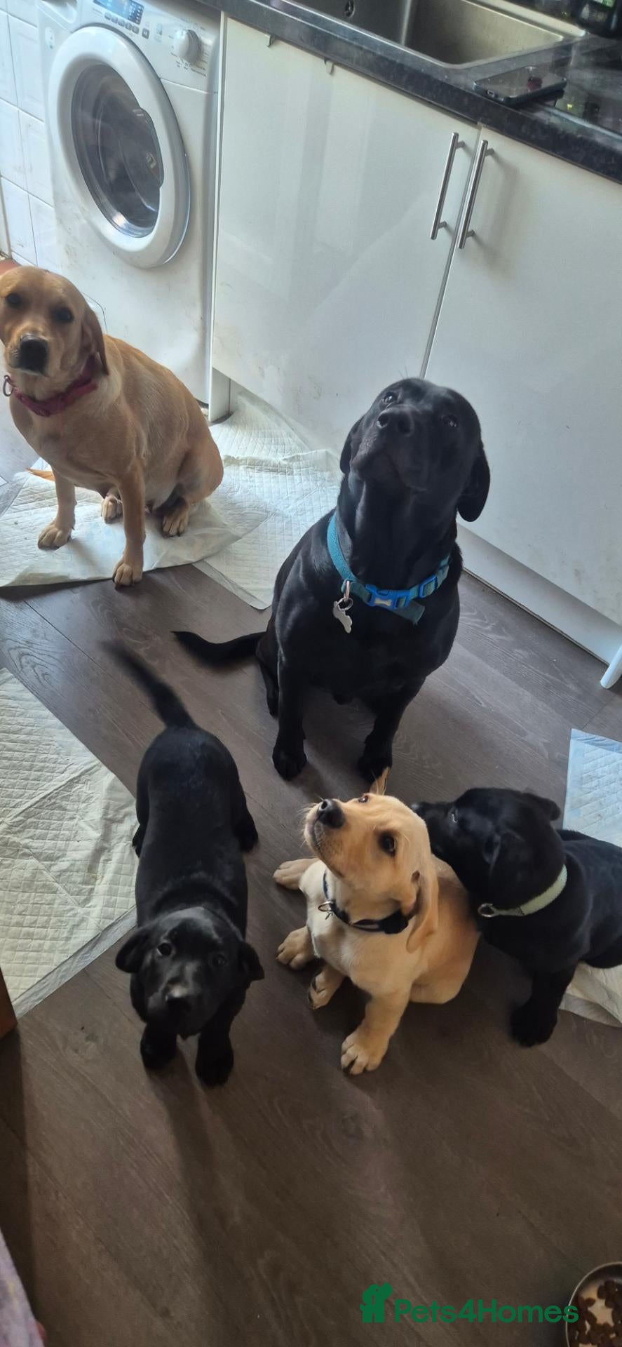 Labrador Retriever dogs 2 Labrador puppies left🐶  - Advert 9