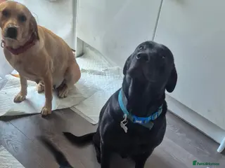 Labrador Retriever dogs 2 Labrador puppies left🐶 - Advert 3