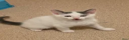 Mixed Breed cats for sale: Gorgeous kittens  - Advert 4