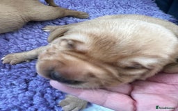 Labrador Retriever dogs for sale: Two beautiful Fox red/ yellow Labrador  puppies   - Image 4