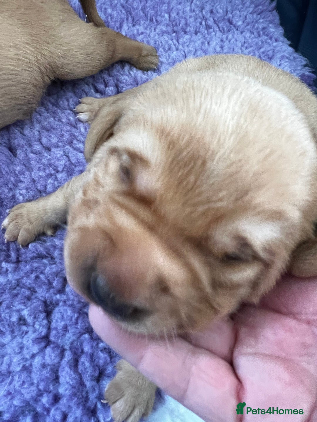 Labrador Retriever dogs for sale: Two beautiful Fox red/ yellow Labrador  puppies   - Image 4