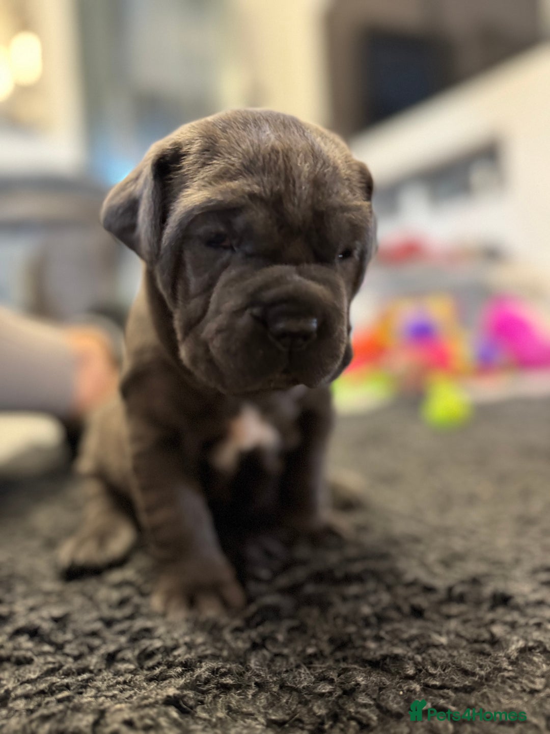 Neapolitan Mastiff dogs for sale:  Neapolitan mastiff puppies Newcastle  - Image 5