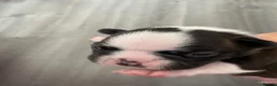 Boston Terrier dogs for sale: Five gorgeous puppies, looking for a forever home - Advert 7