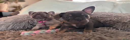 French Bulldog dogs for sale: Meet Our Gorgeous Frenchie Babies! - Advert 20