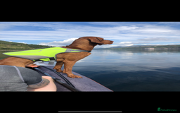 Hungarian Vizsla dogs for sale: Stunning 4 year old male Hungarian Vizsla  - Image 2