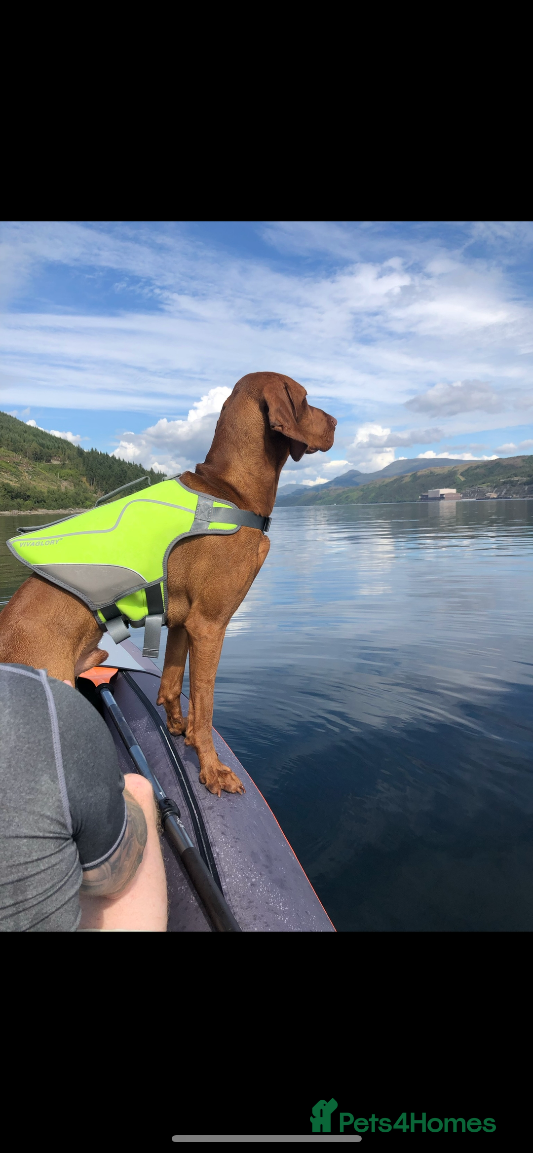 Hungarian Vizsla dogs for sale: Stunning 4 year old male Hungarian Vizsla  - Image 2