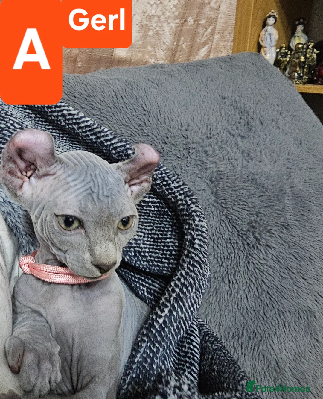 Sphynx cats for sale: Sphynx Elf kittens - Advert 15