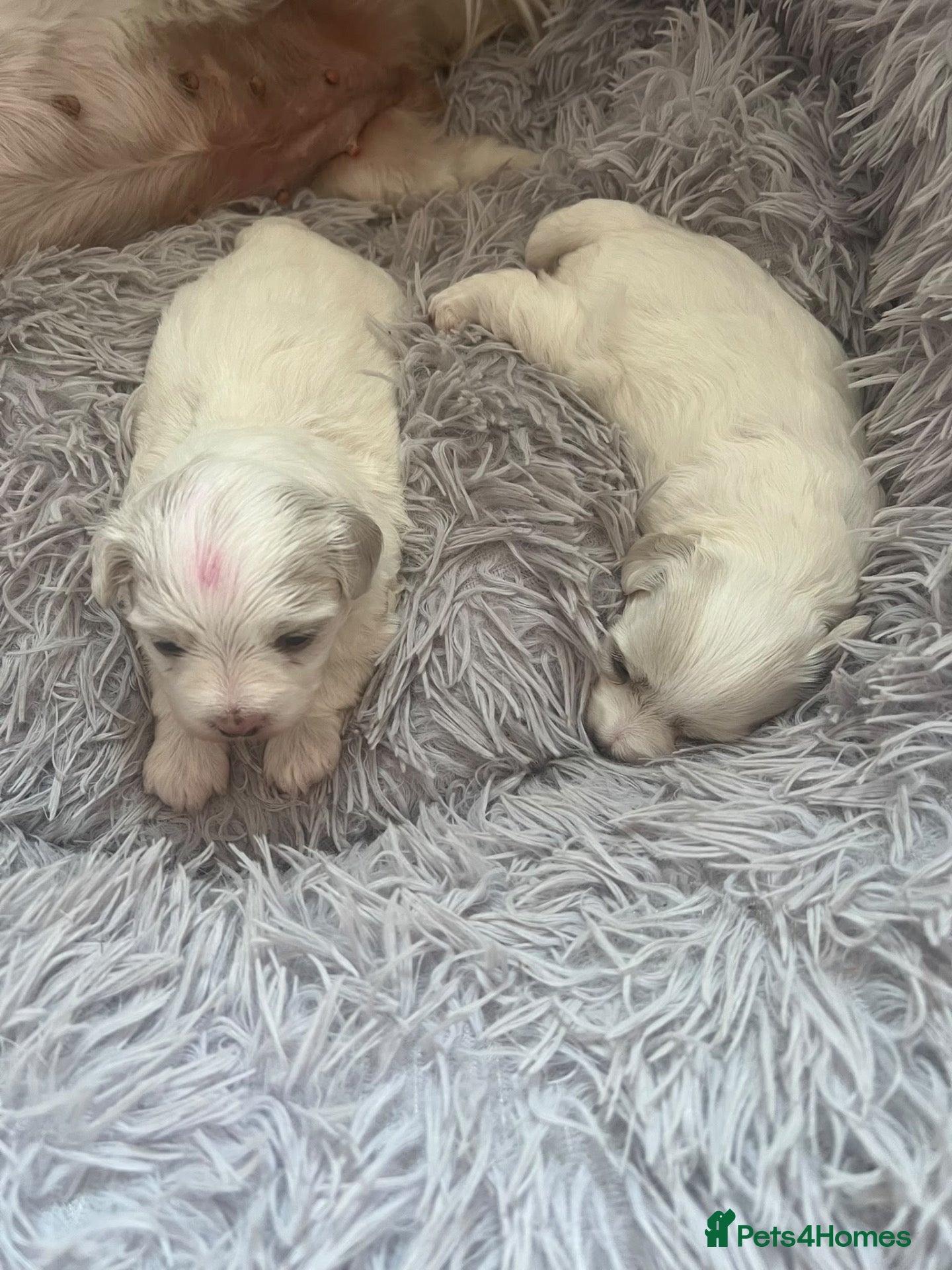 Maltese dogs Maltese puppy (girl) - Advert 2